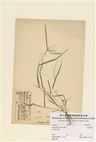 藏品(多桿畫眉草)的圖片